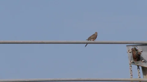 Bird Perched on Electrical Power Lines Stock Footage 109431625