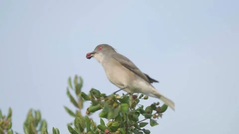 Bird perched, flies off, come back with a berry and eat it. Fire-eyed Diucon. Stock Footage 248330457