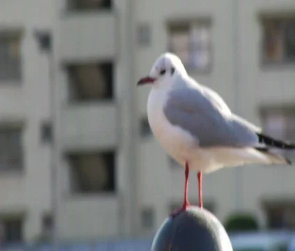 Bird Perched Up Vídeo Stock 357088