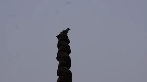 Bird Perched Stock Footage 342269967