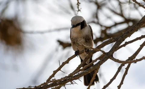 A Bird is Perched Gracefully on a Branch within a Vast Desert Landscape Under Stock Photos