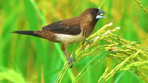  Bird Perched on Grass Stock Footage 323142346