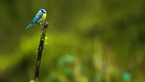 Bird Perched in Green Field Stock Footage 292822320