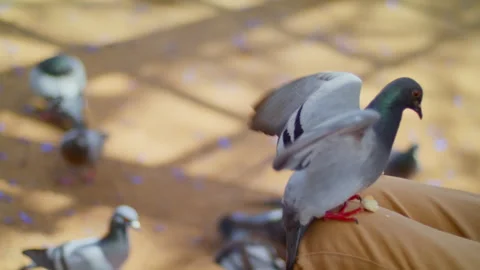 Bird perched on Human Leg. Stock Footage 147519265