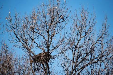 Bird Perched on Leafless Tree with Nest Stock Photos