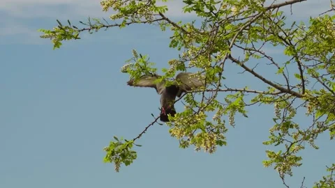 Bird Perched On Leafy Tree Branch Under Clear Blue Sky In Natural Setting Bright Stock Footage 319895912