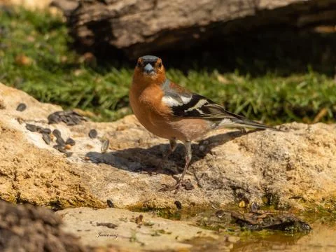 A bird is perched on a log in a field Stock Photos