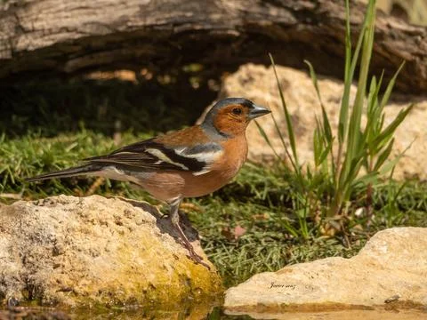 A bird is perched on a log in a field Stock Photos