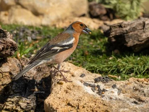 A bird is perched on a log in a field Stock Photos