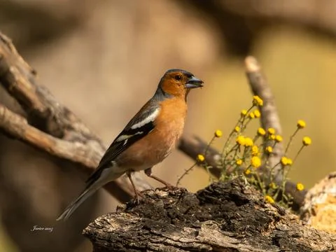 A bird is perched on a log in a field Stock Photos