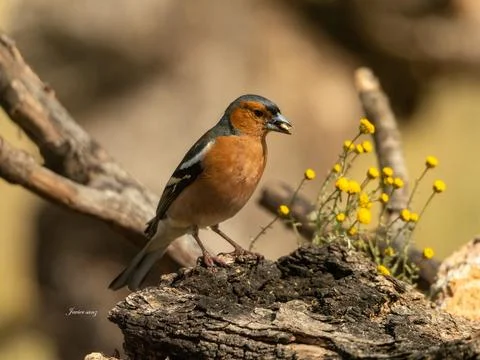 A bird is perched on a log in a field Stock Photos