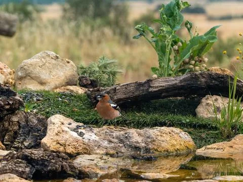 A bird is perched on a log in a field Stock Photos