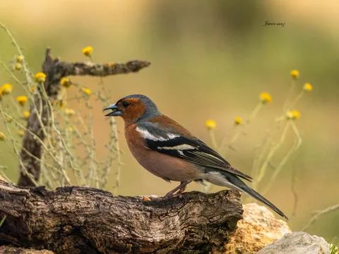 A bird is perched on a log in a field Stock Photos