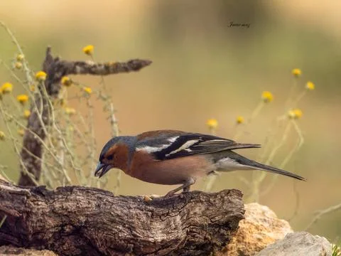 A bird is perched on a log in a field Stock Photos