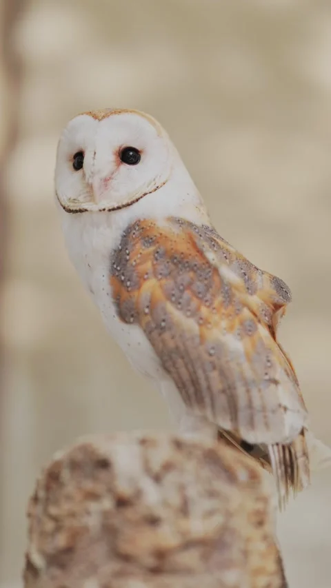 Bird perched on a log in a natural setting with soft colors in the background Stock Footage 339465338