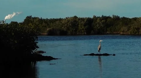 Bird perched on a log in water Stock-Footage 45226220
