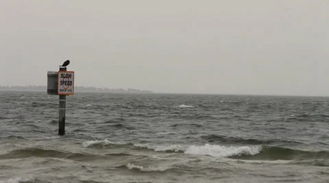 Bird perched over windy waves at the beach 스톡 동영상 37120043