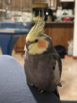 Bird perched Stock Photos