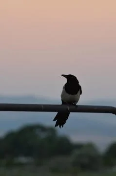 Bird Perched Foto stock