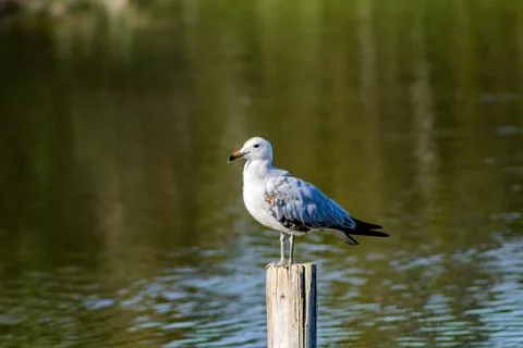 Bird perched on a pole Stock Photos
