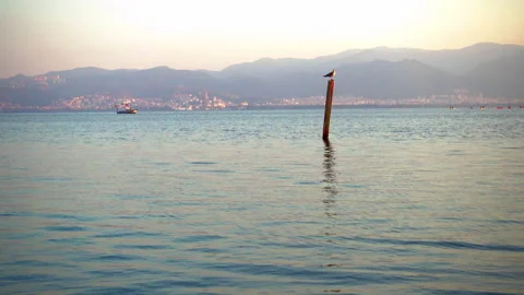 Bird perched on a pole in the sea Stock Footage 137281011