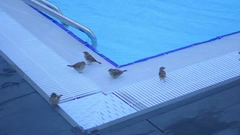 Bird perched by a pool with rippling water in 4k slow motion 120fps Stock Footage 266511228