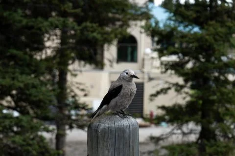 Bird perched on post in forest near building Stock Photos