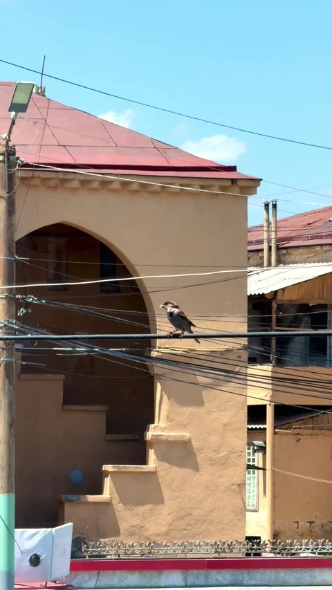 A bird is perched on a power line, sparrow. Stock Footage 312518277