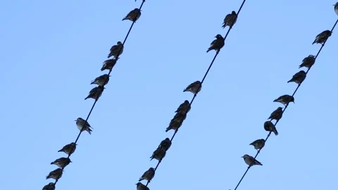 A bird perched on a power line takes off Stock Footage 259441183