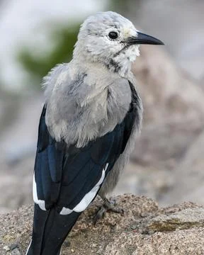 Bird perched on rocky surface showcasing striking gray and black feathers i.. Stock Photos