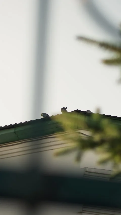 Bird perched on rooftop edge, Serene image of tiny bird with soft morning Video stock 326787171