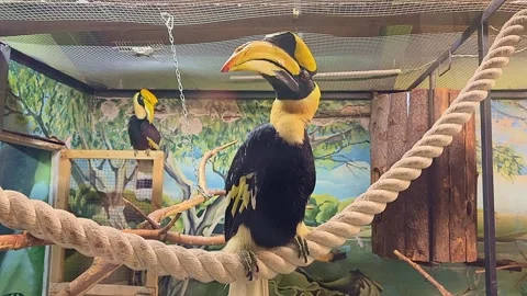 A bird is perched on a rope in a cage Vidéo 270058457