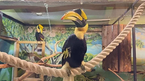 A bird is perched on a rope in a cage Vidéo 274260627