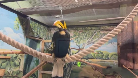 A bird is perched on a rope in a cage Vidéo 276310008