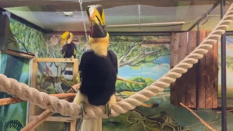 A bird is perched on a rope in a cage Vidéo 276719834