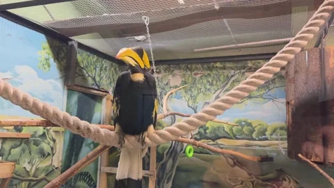 A bird is perched on a rope in a cage Vidéo 277258358