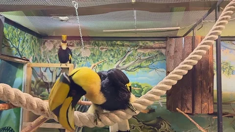 A bird is perched on a rope in a cage 스톡 동영상 278443097
