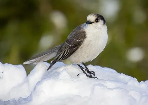Bird perched on snow-covered surface in a winter landscape, showcasing its .. Stock Photos