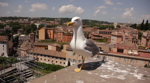 Bird perched on stone with view of city behind it Stock Footage 40245735