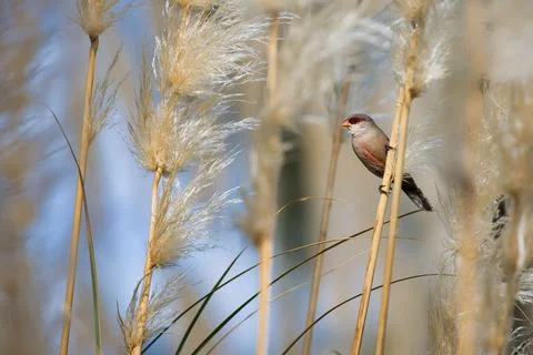 A bird is perched on a tall grass stalk Stock Photos
