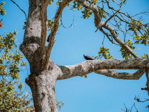 Bird perched on thick tree branch against clear blue sky Stock Photos
