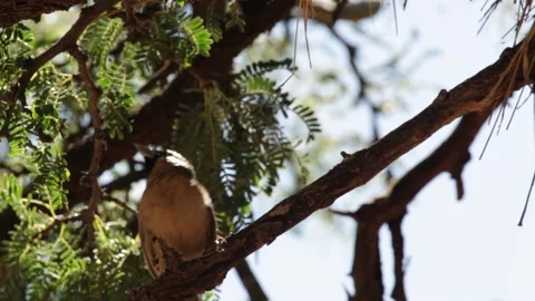Bird perched on the top of the tree 스톡 동영상 150871496