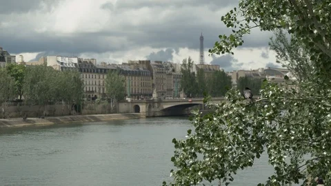 Bird perched on tree along river in Paris Stock Footage 125811016