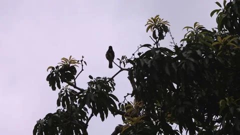 Bird perched in a tree and then flying away on an overcast day Stock Footage 250123194