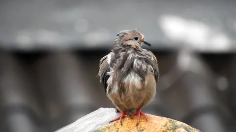 Bird Perched on Tree - Animated Nature Scene Stock Footage 307466871