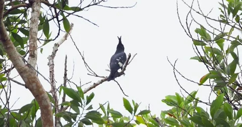 Bird perched on tree branch amid dense tropical foliage, vibrant Stock Footage 303795197