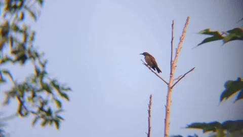 A bird perched on a tree branch with a blue sky in the background Stock Footage 336451629