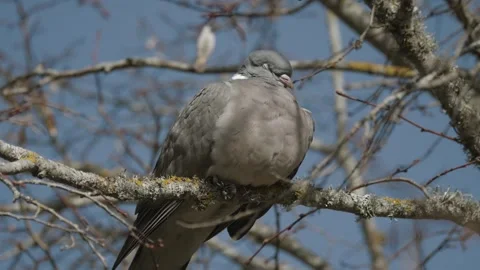 Bird perched on a tree branch in a clear sky during the day Stock-Footage 333446387