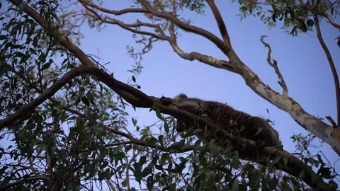 A bird perched on a tree branch Stock Footage 155356061