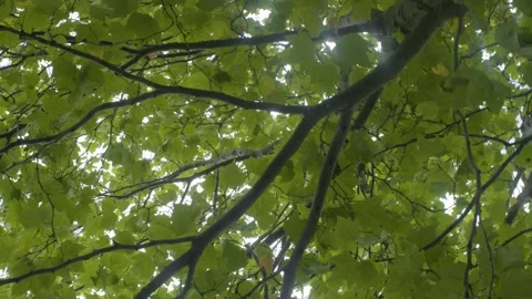 A bird perched on a tree branch Stock Footage 156011327